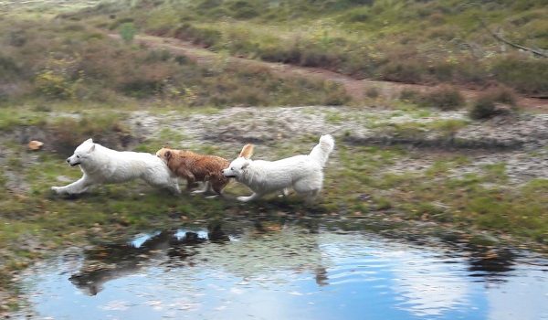 hondenleven op Terschelling – Hallo Terschelling