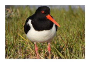 Vogelspotter op Terschelling - Scholekster - Hallo Terschelling